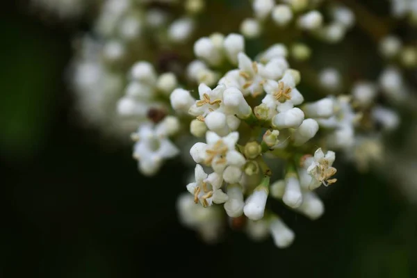 Zoete Viburnum Bloemen Viburnaceae Groenblijvende Boom Veel Kleine Witte Bloemen — Stockfoto