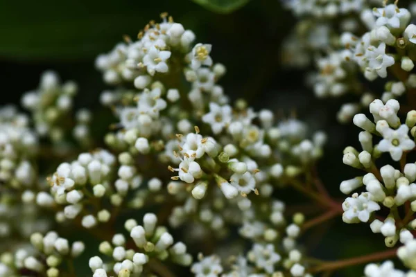 Sweet Viburnum Flowers Viburnaceae Evergreen Tree Many Small White Flowers — Stock Photo, Image