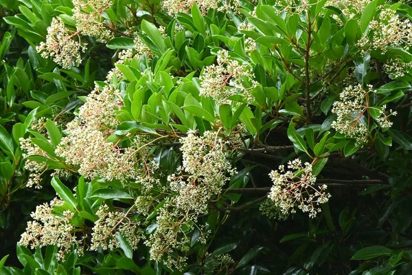 Sweet Viburnum Flowers Viburnaceae Evergreen Tree 초여름에 가을에는 열매가 익는다 — 스톡 사진