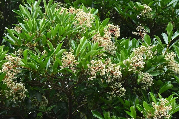 甘いビブルナムの花 初夏に小さな白い花を多数咲かせ 秋には果実が赤く熟します 木は垣根として用いられる — ストック写真