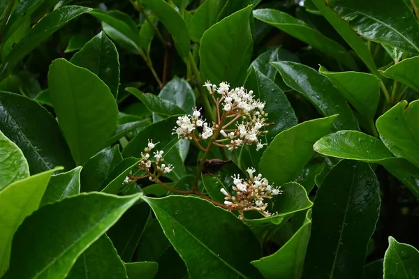 Sweet Viburnum Flowers Viburnaceae Immergrüner Baum Viele Kleine Weiße Blüten — Stockfoto
