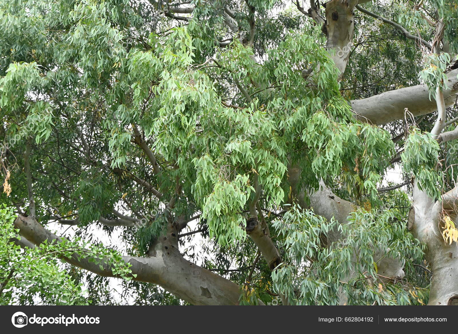 Eucalyptus Tree Myrtaceae Evergreen Tree Native Tasmania Australia