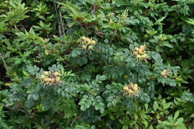 Ramanas kumsalda güller ve böğürtlenler. Rosaceae yaprak döken çalı. Yazın kırmızı ve beyaz çiçekler açar, kökler boyalar için kullanılır ve böğürtlenler yenilebilir..