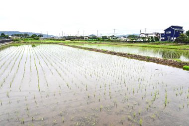 Pirinç ekimi. Çiftlik işleri manzarası ve mevsimsel arka plan materyali.