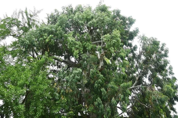 Eukalyptusträdet Myrtaceae Evergreen Tree Native Till Tasmania Australien Bladen Giftiga — Stockfoto