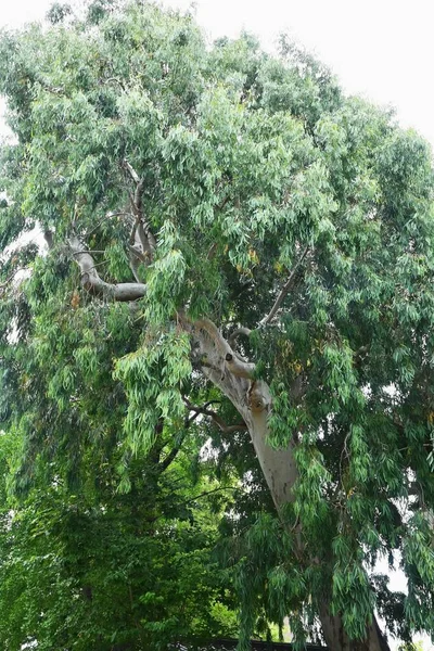 Eukalyptusbaum Myrtaceae Immergrüner Baum Aus Tasmanien Australien Die Blätter Sind — Stockfoto