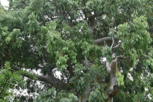 Eukalyptusbaum Myrtaceae Immergrüner Baum Aus Tasmanien Australien Die Blätter Sind — Stockfoto