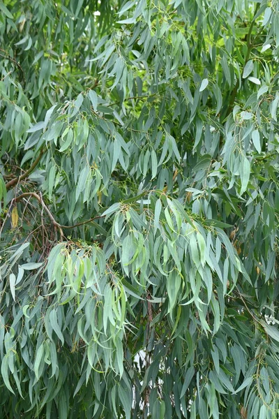 Árvore Eucalipto Myrtaceae Árvore Perene Nativa Tasmânia Austrália Folhas São — Fotografia de Stock