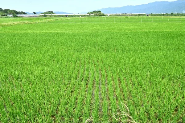 Pěstování Rýže Krajina Zemědělských Prací Sezónní Podkladový Materiál — Stock fotografie