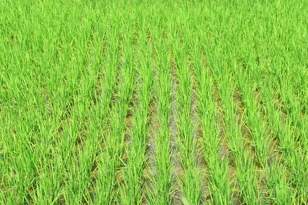 Uprawa Ryżu Krajobraz Pracy Gospodarstwie Sezonowy Materiał Tła — Zdjęcie stockowe