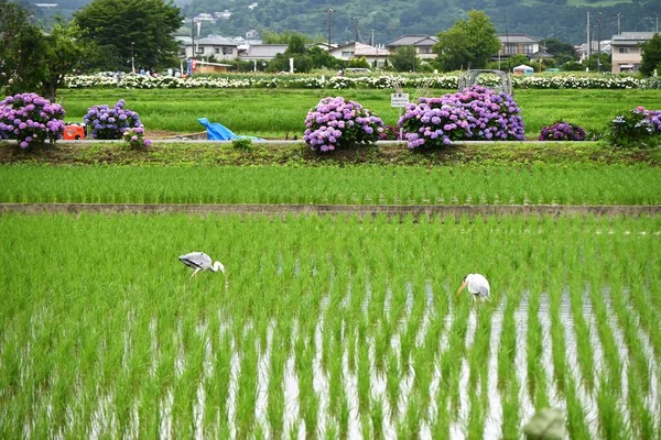 Reisanbau Landschaft Landwirtschaftlicher Arbeit Und Saisonales Hintergrundmaterial — Stockfoto
