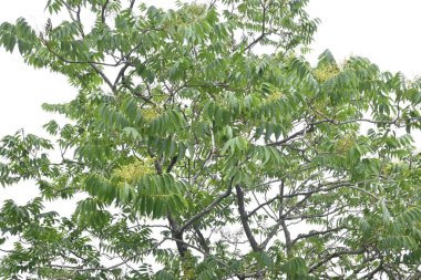 Soapberry (Sapindus mukorossi) ağacı ve çiçekler. Sapindaceae yapraklı ağaç. Haziran ayında birçok soluk yeşil çiçek açar. Sabun yerine saponin içeren meyveler kullanıldı.