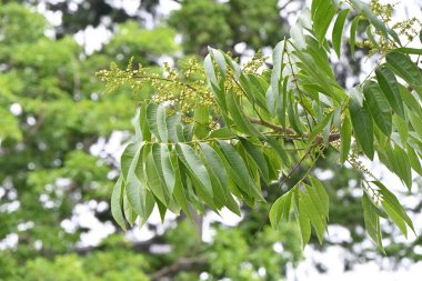 Soapberry (Sapindus mukorossi) ağacı ve çiçekler. Sapindaceae yapraklı ağaç. Haziran ayında birçok soluk yeşil çiçek açar. Sabun yerine saponin içeren meyveler kullanıldı.