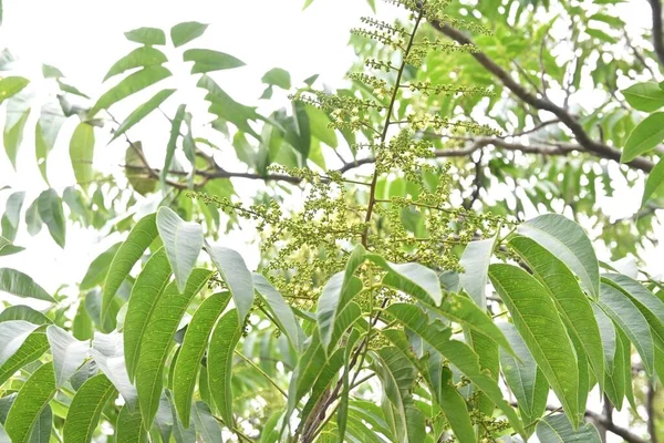 Soapberry Sapindus Mukorossi Ağacı Çiçekler Sapindaceae Yapraklı Ağaç Haziran Ayında — Stok fotoğraf