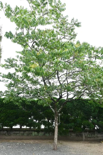 Mydło Sapindus Mukorossi Drzewo Kwiaty Sapindaceae Drzewo Liściaste Wiele Bladozielonych — Zdjęcie stockowe