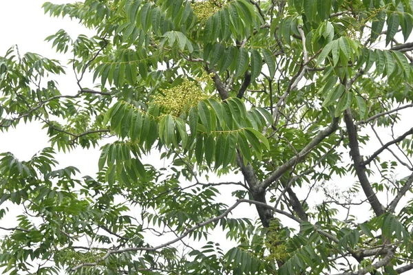 Soapberry Sapindus Mukorossi Árvore Flores Sapindaceae Árvore Caduca Muitas Flores — Fotografia de Stock