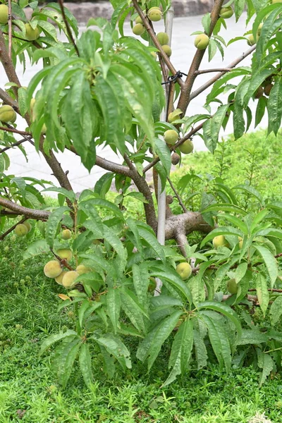 Fruits Japonais Abricot Fruité Juin Juillet Est Utilisé Pour Extrait — Photo