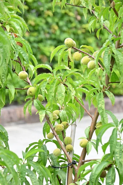 Frutas Damasco Japonesas Frutificação Junho Julho Usado Para Extrato Carne — Fotografia de Stock