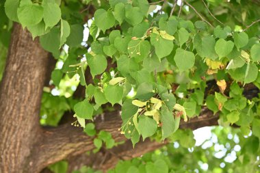 Japon ıhlamur yaprakları (Tilia japonica) ve böğürtlen. Malvaceae yaprakları Japonya 'ya özgü. Böğürtlenler olgunlaştığında, frenler pervane görevi görür ve rüzgarla birlikte fren ile birlikte savrulurlar..