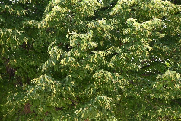 日本のリンデン ティリアジャポニカ の葉や果実 日本固有の落葉樹です 果実が熟すと ブラックはプロペラのようになり ブラックと一緒に風に吹かれます — ストック写真