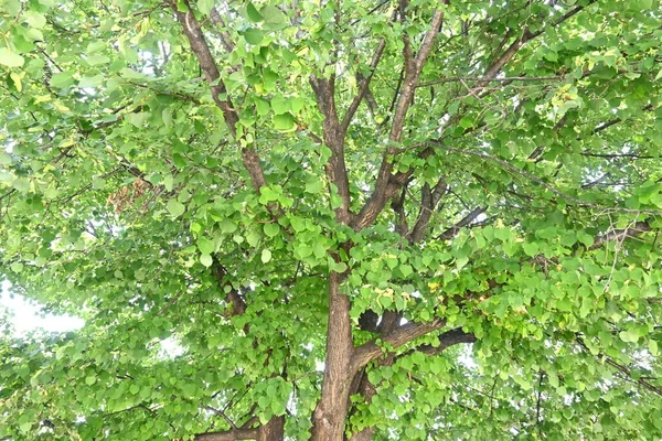 日本林登 Tilia Japonica 的叶子和浆果 日本特有的菊科落叶树 当浆果成熟时 苞片起螺旋桨的作用 随风一起吹拂 — 图库照片