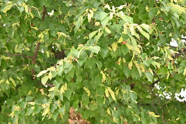 日本のリンデン ティリアジャポニカ の葉や果実 日本固有の落葉樹です 果実が熟すと ブラックはプロペラのようになり ブラックと一緒に風に吹かれます — ストック写真