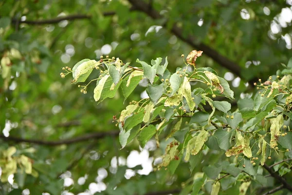 Tilo Japonés Tilia Japonica Hojas Bayas Malvaceae Árbol Caducifolio Endémico — Foto de Stock