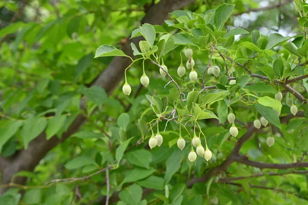 Japanische Schneeglöckchen Styrax Japonica Früchte Styracaceae Laubbaum Sie Trägt Sommer — Stockfoto