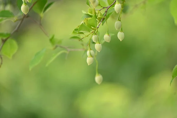 日本のスノーベル シュタイラックス ジャポニカ フルーツ 落葉樹です 夏に緑色で卵状の果実をつけ その周辺には毒性のあるエゴサポニンが含まれています — ストック写真