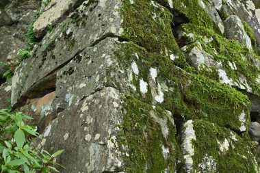  Japonya turu, kale turu. Inuyama Şatosu, Inuyama Şehri, Aichi Bölgesi. Kiso Nehri 'ne bakan Inuyama Kalesi' nin Japonya 'nın en eski ahşap kale kulesi olduğu söyleniyor..