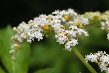 Çin yaşlısı (Sambucus javanica) çiçekler. Adoksaceae daimi bitkileri. Yazın kortizon üzerinde bir sürü beyaz çiçek bulunur ve sarı salgı bezleri vardır..