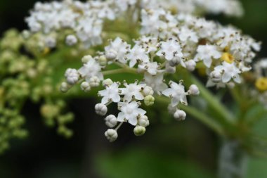 Çin yaşlısı (Sambucus javanica) çiçekler. Adoksaceae daimi bitkileri. Yazın kortizon üzerinde bir sürü beyaz çiçek bulunur ve sarı salgı bezleri vardır..