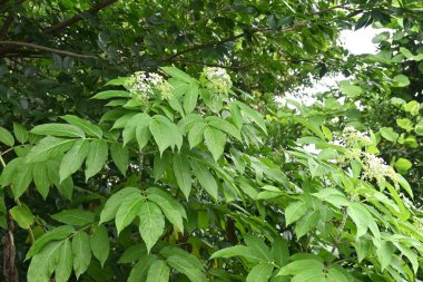Çin yaşlısı (Sambucus javanica) çiçekler. Adoksaceae daimi bitkileri. Yazın kortizon üzerinde bir sürü beyaz çiçek bulunur ve sarı salgı bezleri vardır..