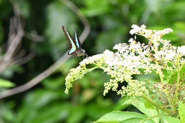 Çin yaşlısı (Sambucus javanica) çiçekler. Adoksaceae daimi bitkileri. Yazın kortizon üzerinde bir sürü beyaz çiçek bulunur ve sarı salgı bezleri vardır..