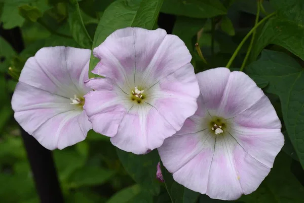False bindweed ( Calystegia pubescens ) flowers. Convolvulaceae perennial vine native to Japan. Light pink flowers bloom in summer and do not fade in the daytime. medicinal and edible.