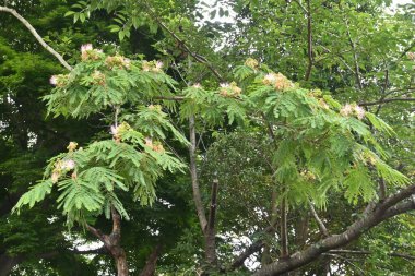 İpek ağacı çiçekleri. Fabaceae yapraklı ağaç. Açık pembe çiçekler yazın açar ve yapraklar geceleri uykusunu getirmek için kapanır..