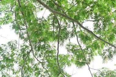 İpek ağacı çiçekleri. Fabaceae yapraklı ağaç. Açık pembe çiçekler yazın açar ve yapraklar geceleri uykusunu getirmek için kapanır..
