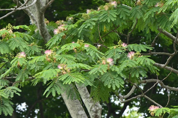 Bunga Pohon Sutra Fabaceae Pohon Gugur Bunga Merah Muda Mekar — Stok Foto