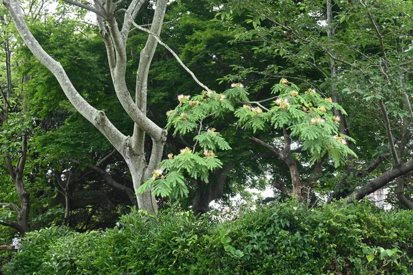 Jedwabne Kwiaty Bajeczne Drzewo Liściaste Jasnoróżowe Kwiaty Kwitną Latem Liście — Zdjęcie stockowe