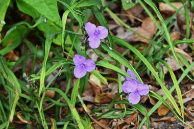 Örümcek otu (Tradescantia ohiensis) çiçekleri. Commelinaceae bitkileri Kuzey Amerika 'ya özgüdür. Haziran 'dan Eylül' e kadar çiçek açar.