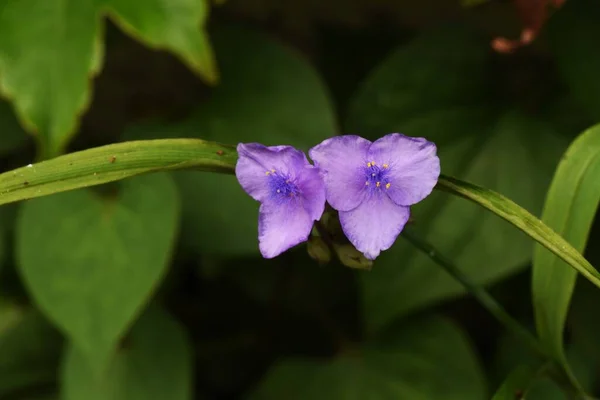 Цветы Паука Tradescantia Fensis Коммелиновые Растения Произрастающие Северной Америке Цветет — стоковое фото