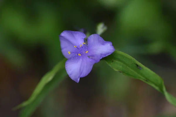 Pajączek Tradescantia Ohiensis Kwiaty Rośliny Commelinaceae Pochodzi Ameryki Północnej Kwitnie — Zdjęcie stockowe