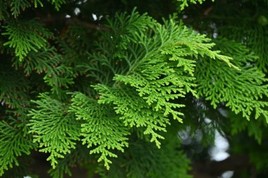 Japon servisi (Hinoki selvi) yapraklar ve olgunlaşmamış koniler. Yaprakların altındaki beyaz stomata Y şeklindedir ve koniler sonbaharda kırmızımsı kahverengiye dönüşür..