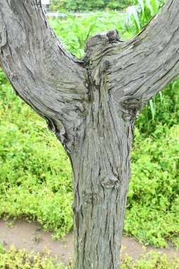 Japon servisi (Hinoki selvi) yapraklar ve olgunlaşmamış koniler. Yaprakların altındaki beyaz stomata Y şeklindedir ve koniler sonbaharda kırmızımsı kahverengiye dönüşür..