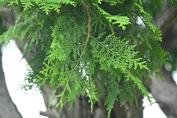 Japanische Zypresse Hinoki Zypresse Blätter Und Unreife Zapfen Die Weißen — Stockfoto