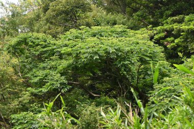 Japon dikenli külü (Zanthoxylum ailanthoides) ağacı. Rutaceae Dioecious yaprak döken ağacı. Dalların üzerinde sivri dikenler vardır ve kırlangıç kelebekleri özsuyu emmek için gelirler..