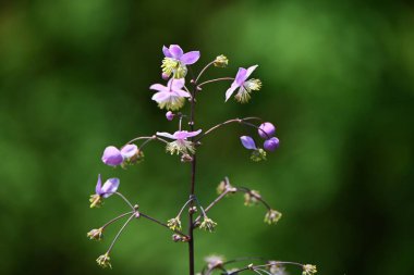 Thalictrum rochebruneanum çiçekleri. Ranunculaceae daimi bitkileri. Nemli çayırlarda büyür Yazın parlak sarı anterler ve morumsu çiçeklerle.