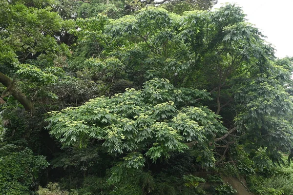 Japanese Prickly Ash Zanthoxial Ailanthoide ルタス科落葉樹 枝に鋭いとげがあり スワローテール蝶が樹液を吸いに来る — ストック写真