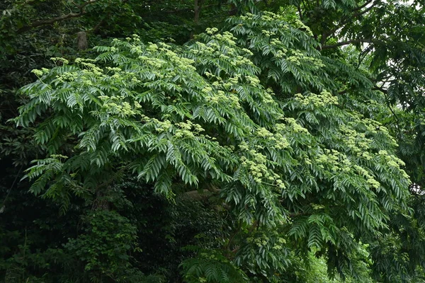 Японское Колючее Ясень Zanthoxylum Ailanthoides Дерево Rutaceae Dioecious Листопадное Дерево — стоковое фото