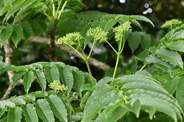Japon Dikenli Külü Zanthoxylum Ailanthoides Ağacı Rutaceae Dioecious Yaprak Döken — Stok fotoğraf